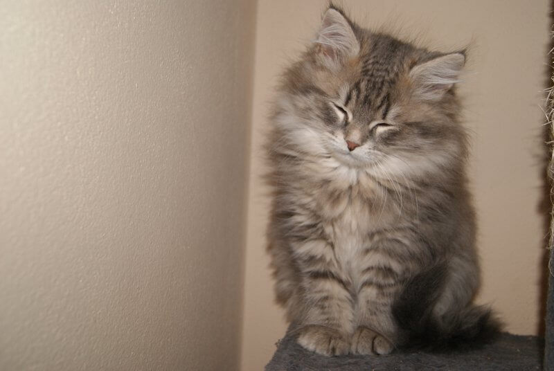 kotka niebieska pręgowana