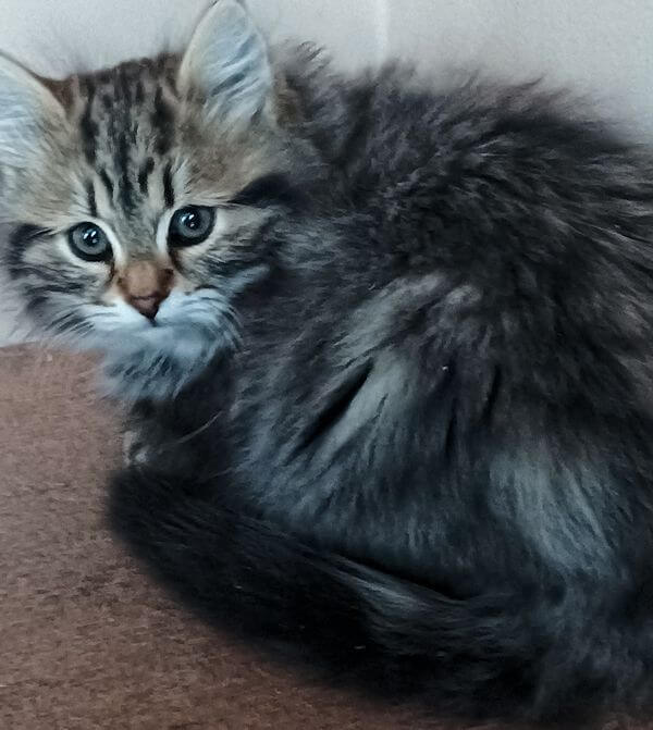 kotka czarna klasycznie pręgowana