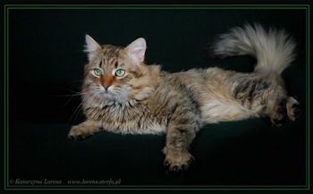 alergia na kota syberyjskiego