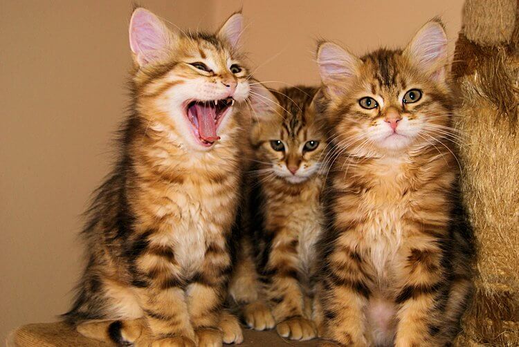 Kocięta na sprzedaż