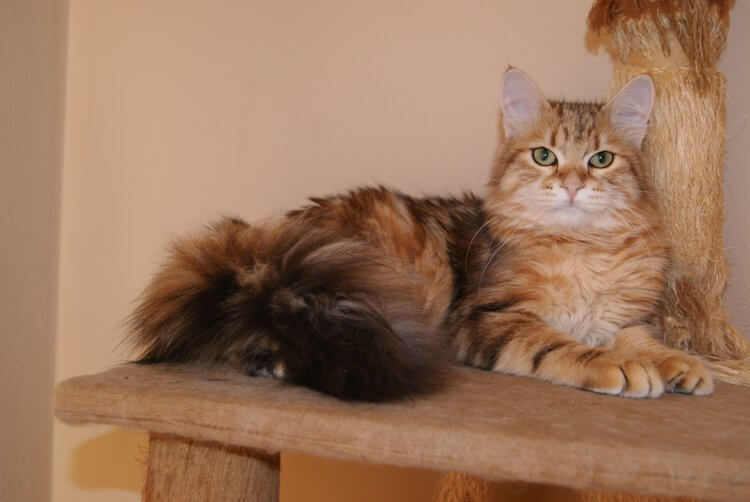 nasze koty Cezary Zwycięzca*PL - kocur syberyjski