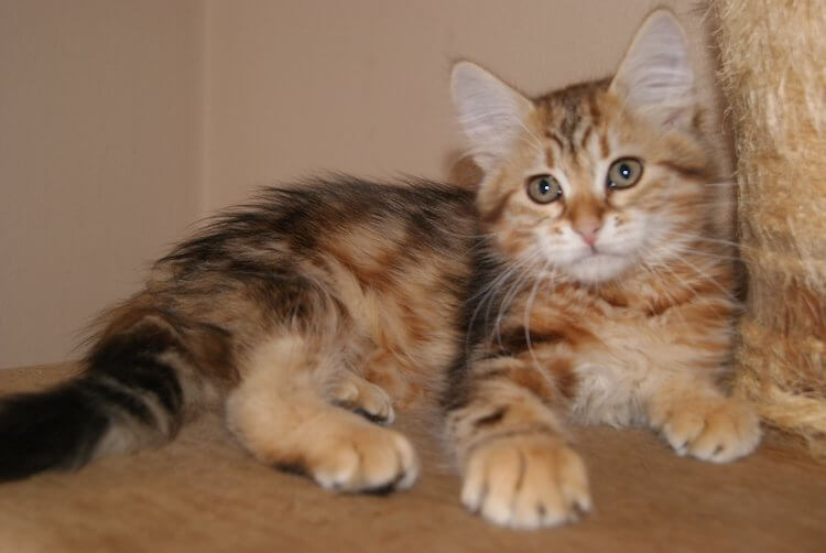 hodowla kotów syberyjskich Zwycięzca*PL