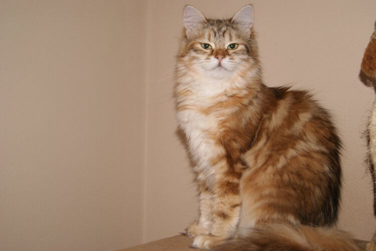 Nasze koty -Ram - kotka syberyjska