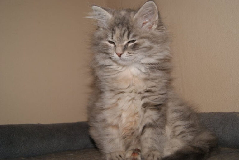 kotka niebieska szylkretowa